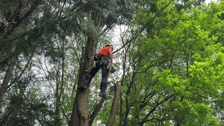 Best Hedge Trimming  in Cobden, IL